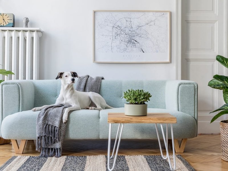 A living room with a dog on a light blue sofa